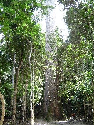 Biggest Tree
